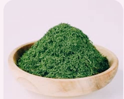 گیاه شوید