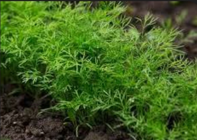قیمت خرید و فروش عمده شوید برگ اعلا و صادراتی
